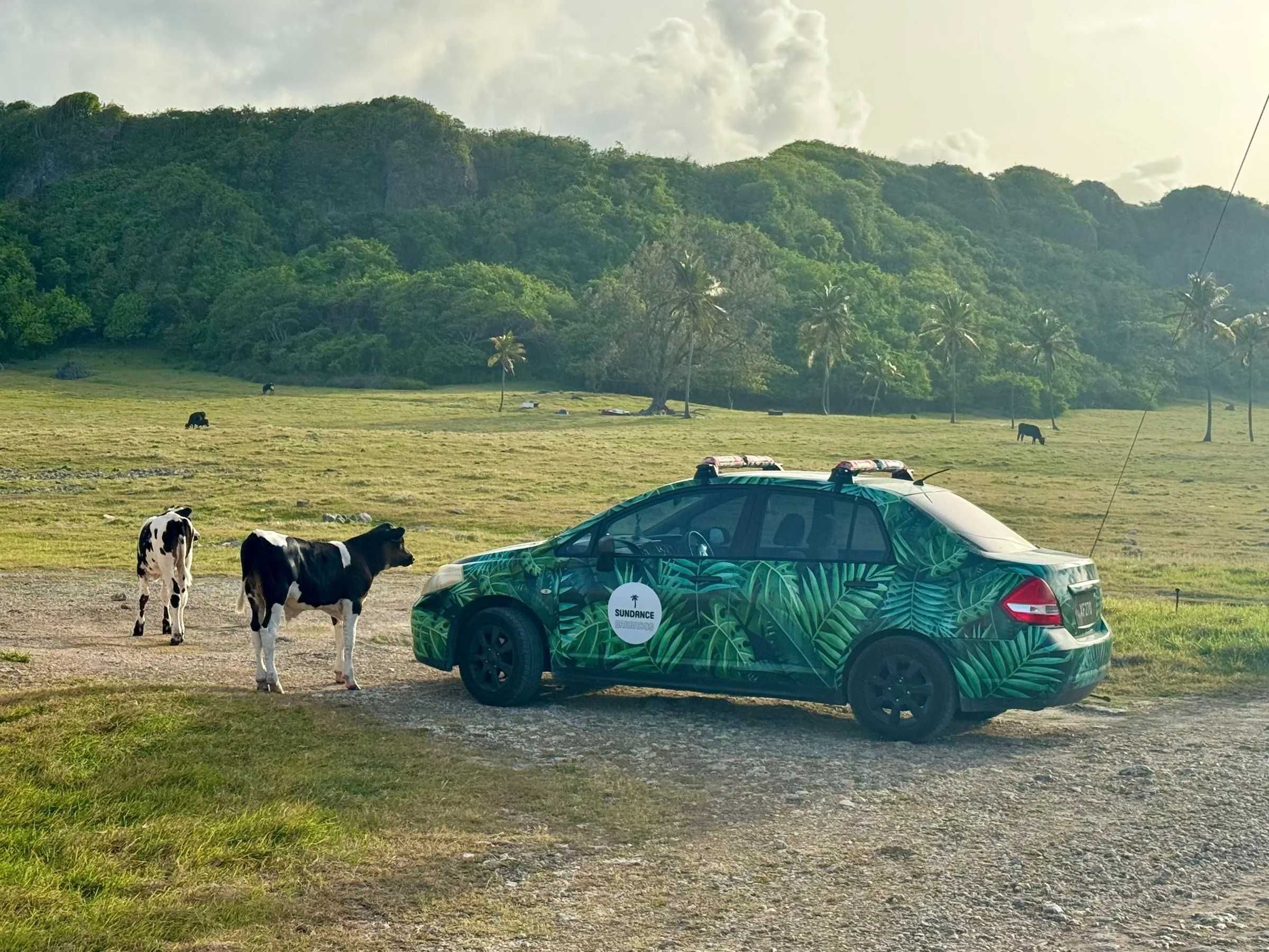 The Sundance beach car, wrapped in palm leaves, with two calves on the green east coast