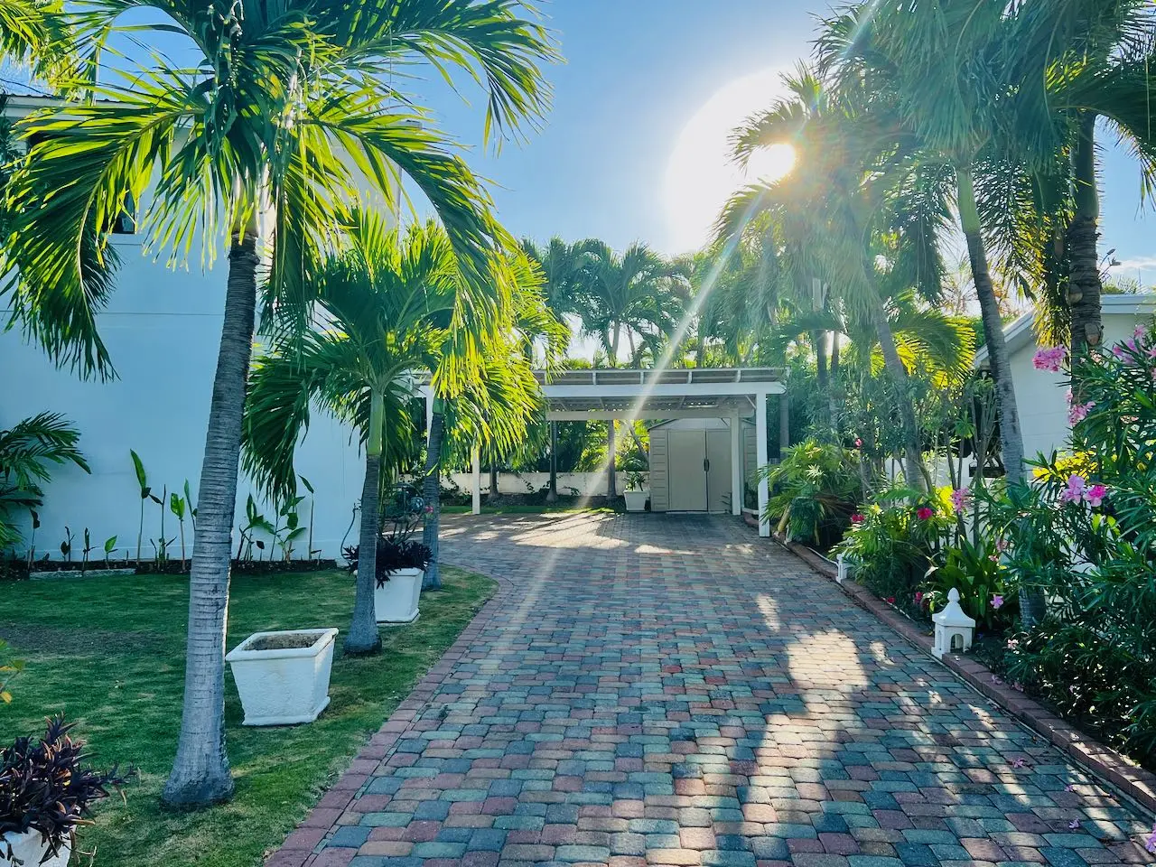 The palm-lined drive to the house