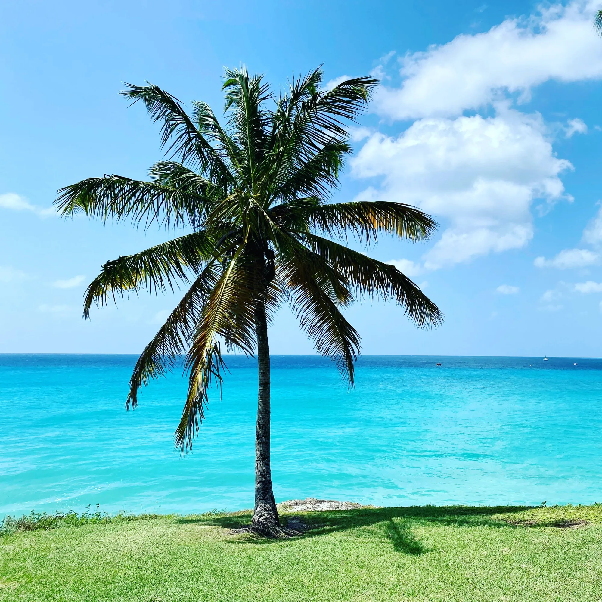 A palm tree on the grass above the turquoise sea
