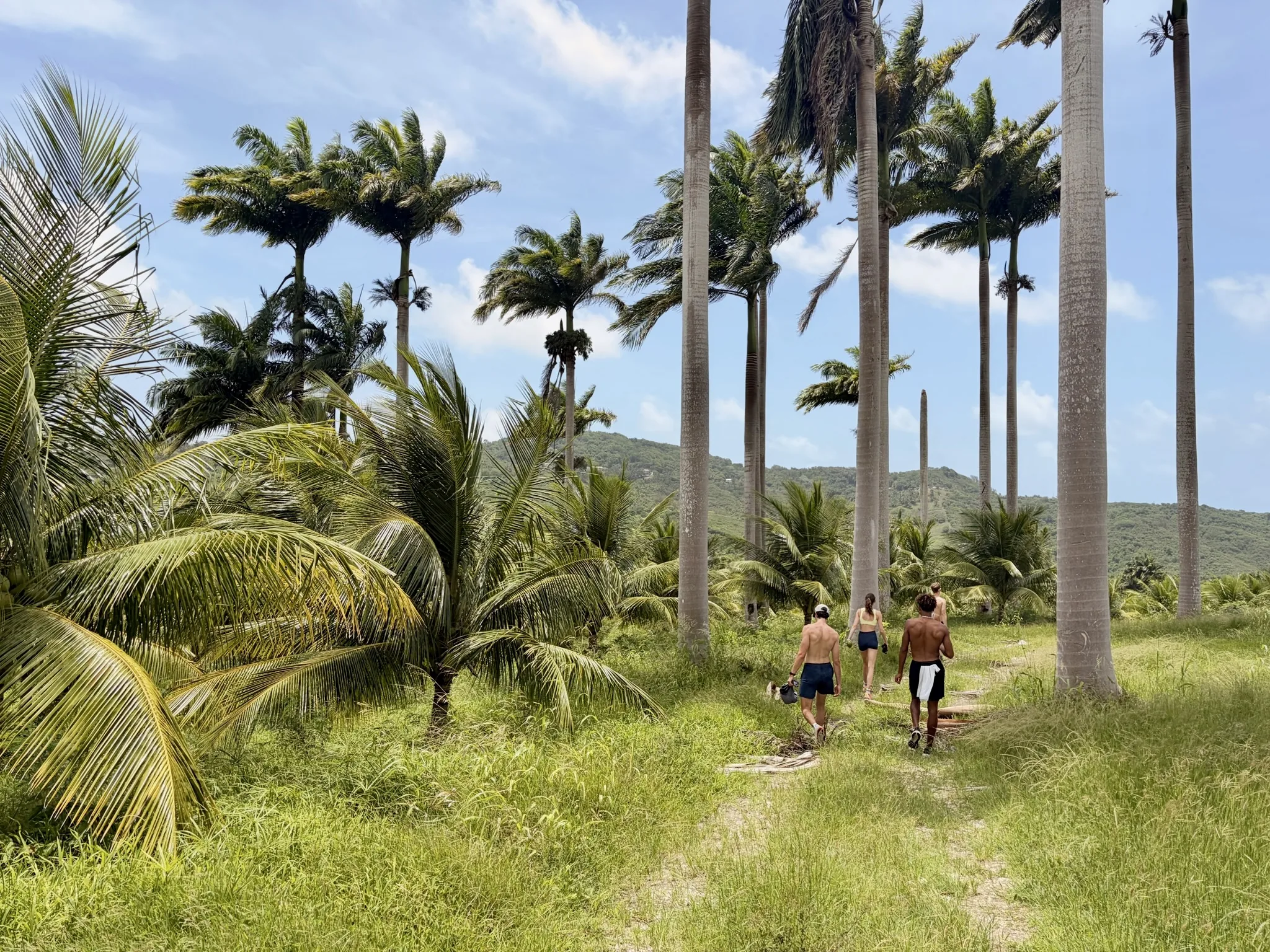 Friends walking through a grove of tall royal palms on the way to the beach